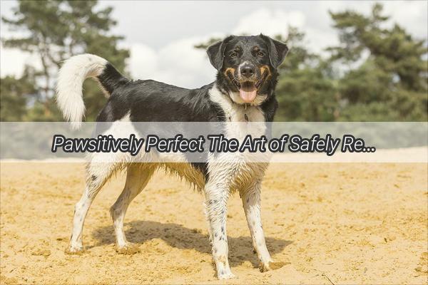 Pawsitively Perfect The Art of Safely Returning Your Furry Friend Home